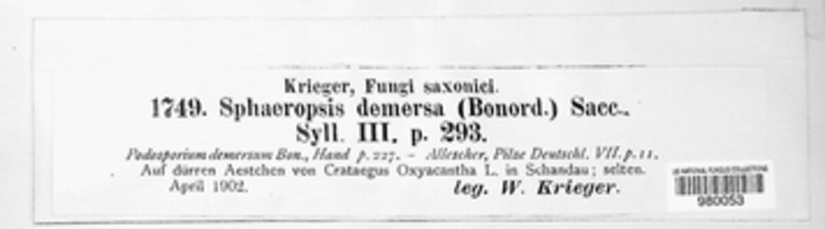 Aplosporella demersa image